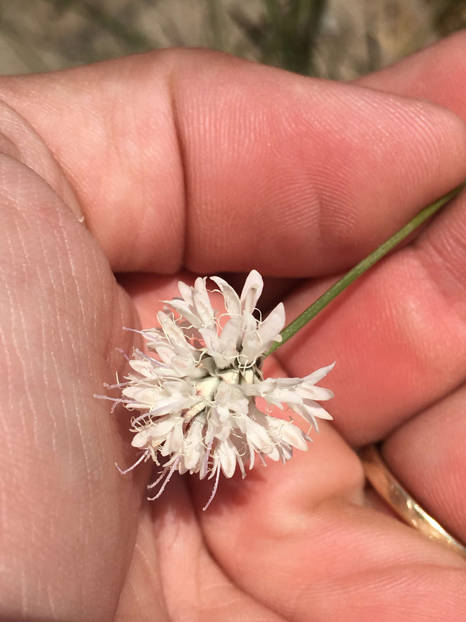 Imagem de Cephalaria joppensis (Rchb.) Coult.