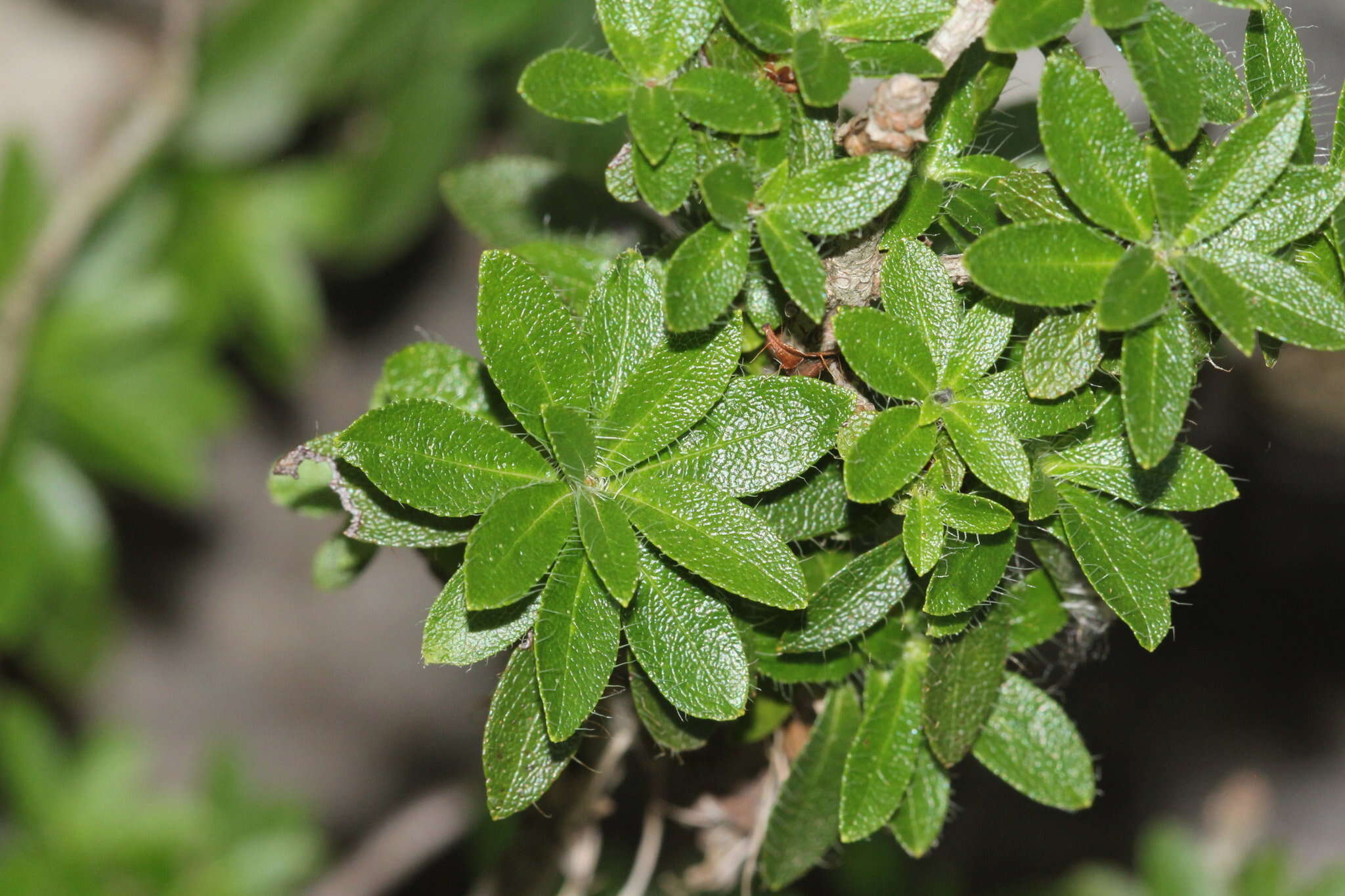 Image of Hairy Alpenrose