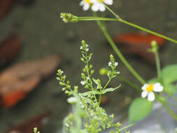 Image of undulate speedwell