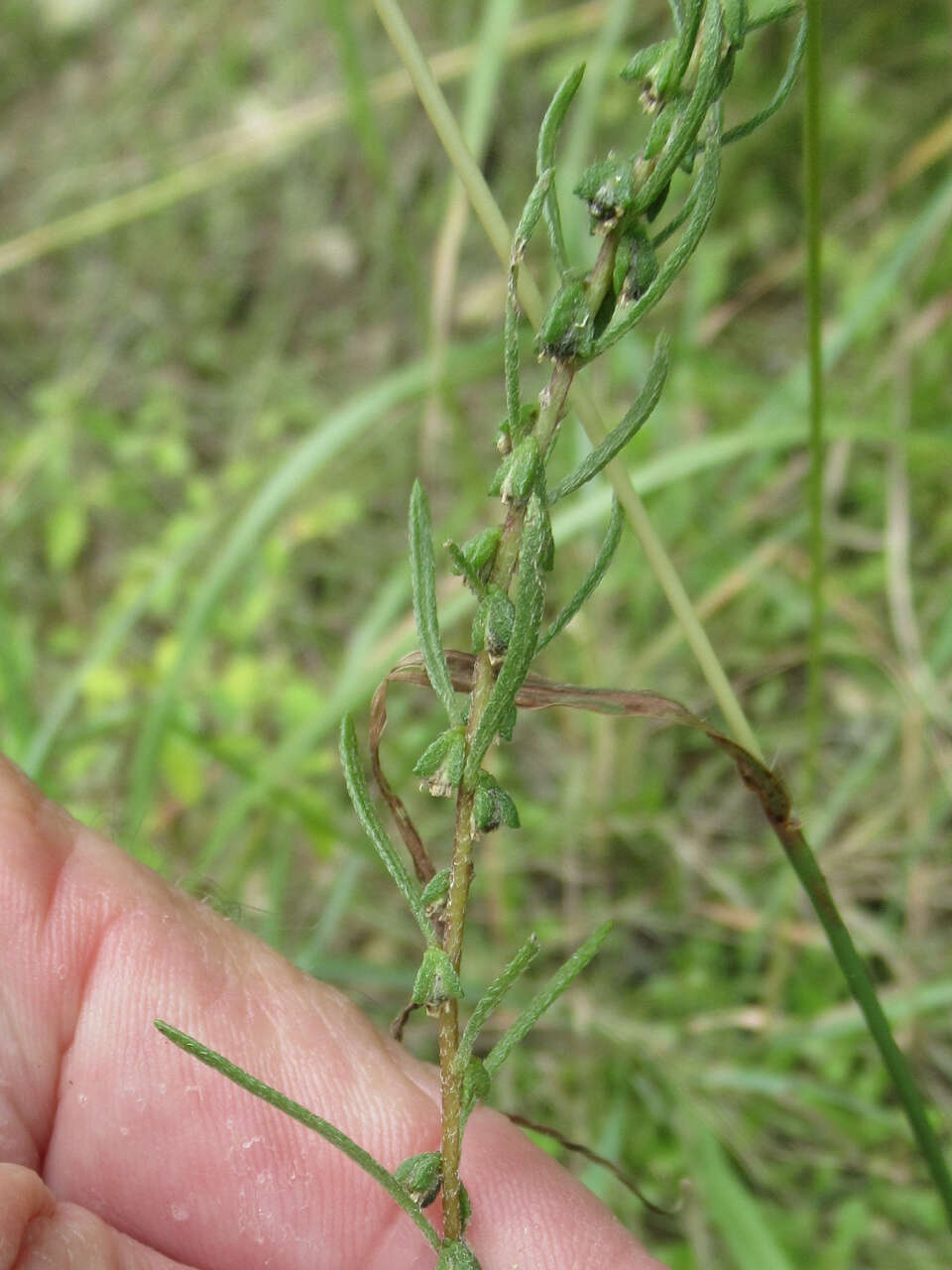 Image of narrowleaf marsh elder