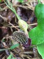 Image de Aristolochia chiquitensis Duch.