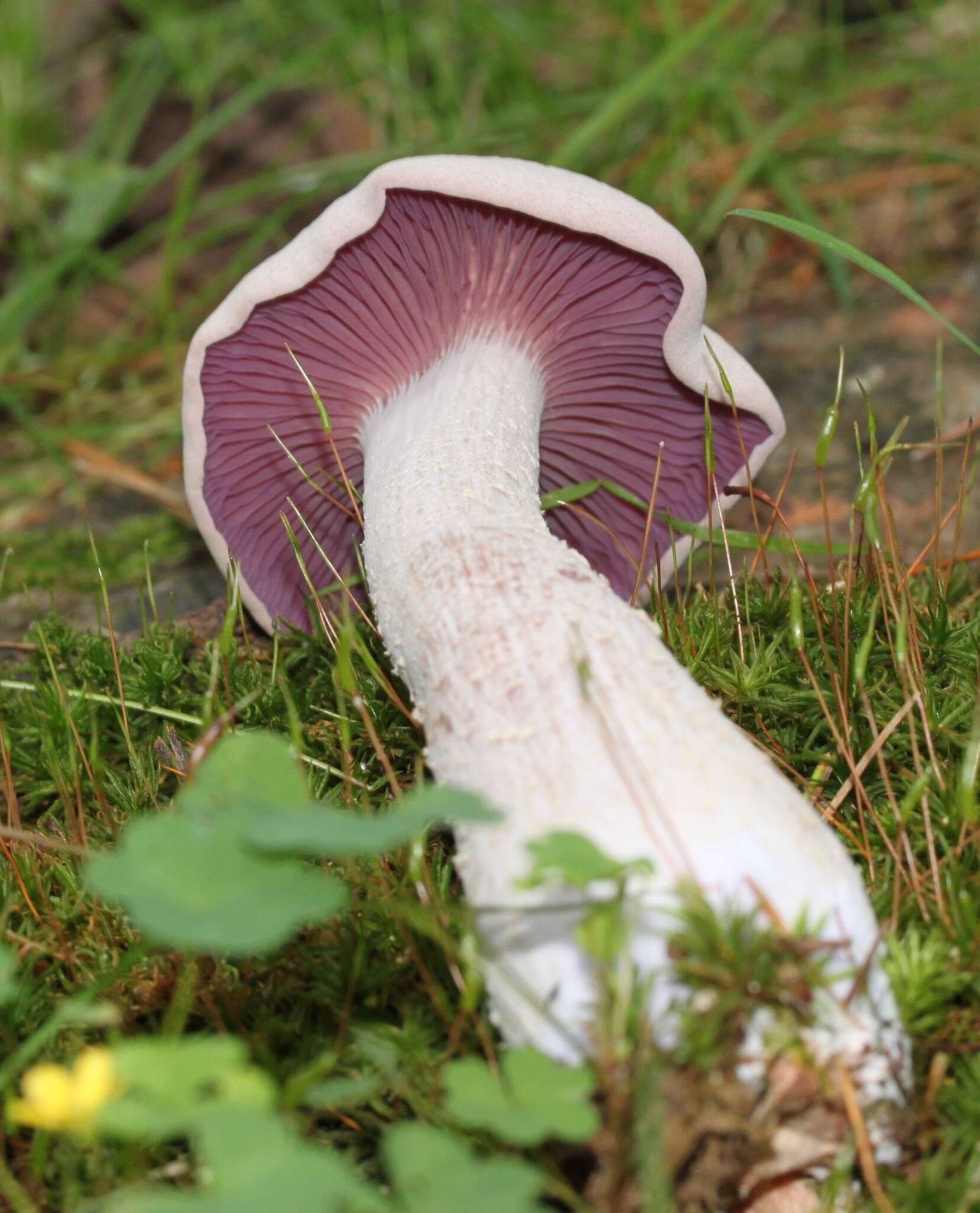 Image de Laccaria ochropurpurea (Berk.) Peck 1897