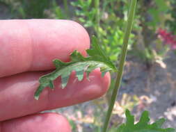 Image de Caulanthus lasiophyllus (Hook. & Arn.) Payson