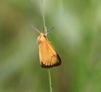 Image of Pseudobazisa perculta Distant 1897