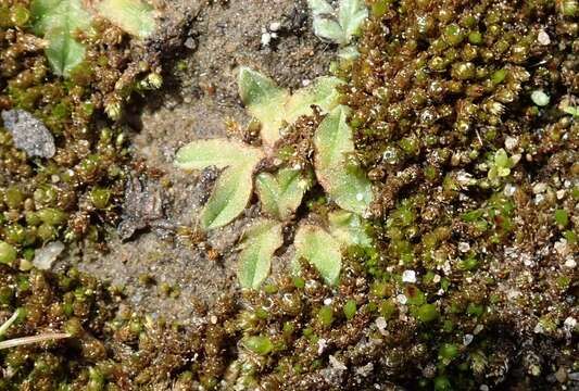 Image of Riccia campbelliana M. Howe