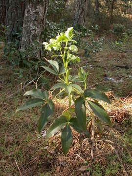 Image of Corsican hellebore