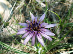 Image of salsify