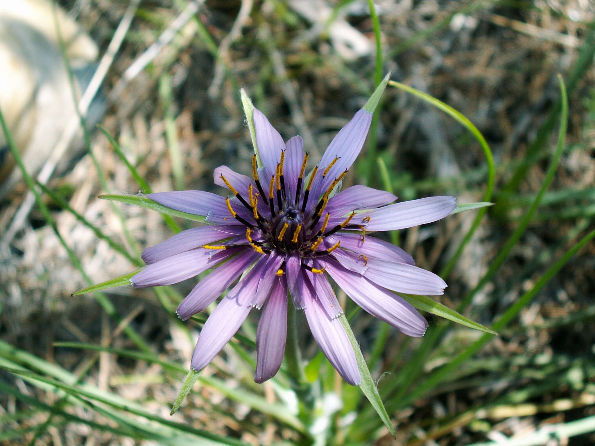 Image of salsify