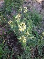 Image of Astragalus strigulosus Kunth