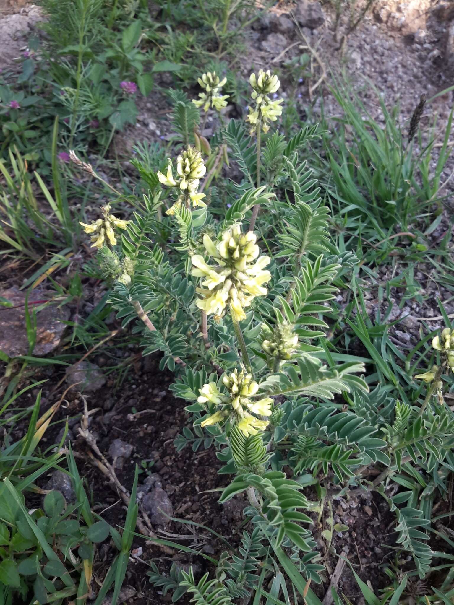 Sivun Astragalus strigulosus Kunth kuva