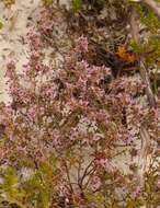 Image of Erica paucifolia subsp. paucifolia