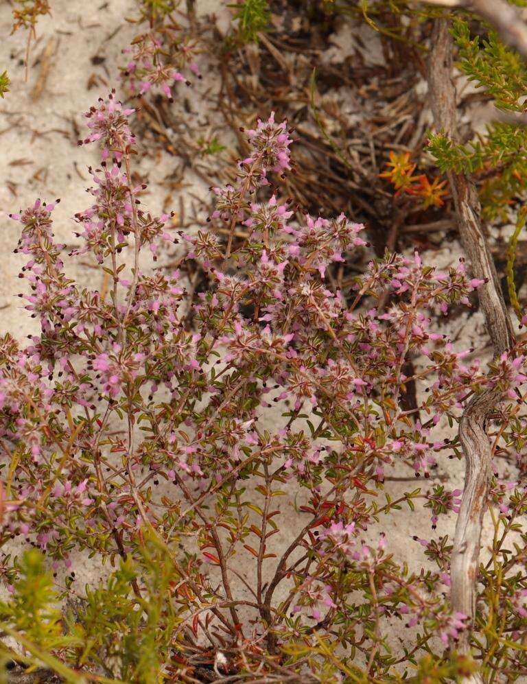 Image of Erica paucifolia subsp. paucifolia