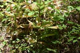 Слика од Lilium humboldtii subsp. humboldtii