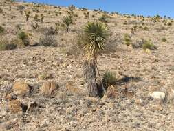 Слика од Yucca thompsoniana Trel.