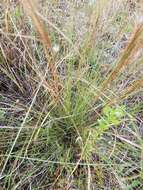 Image of Schizachyrium gracile (Spreng.) Nash