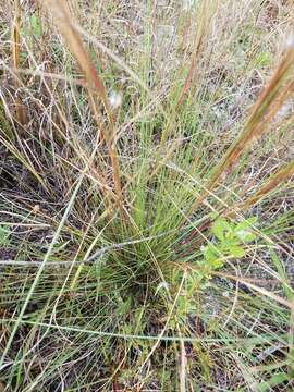 Imagem de Schizachyrium gracile (Spreng.) Nash