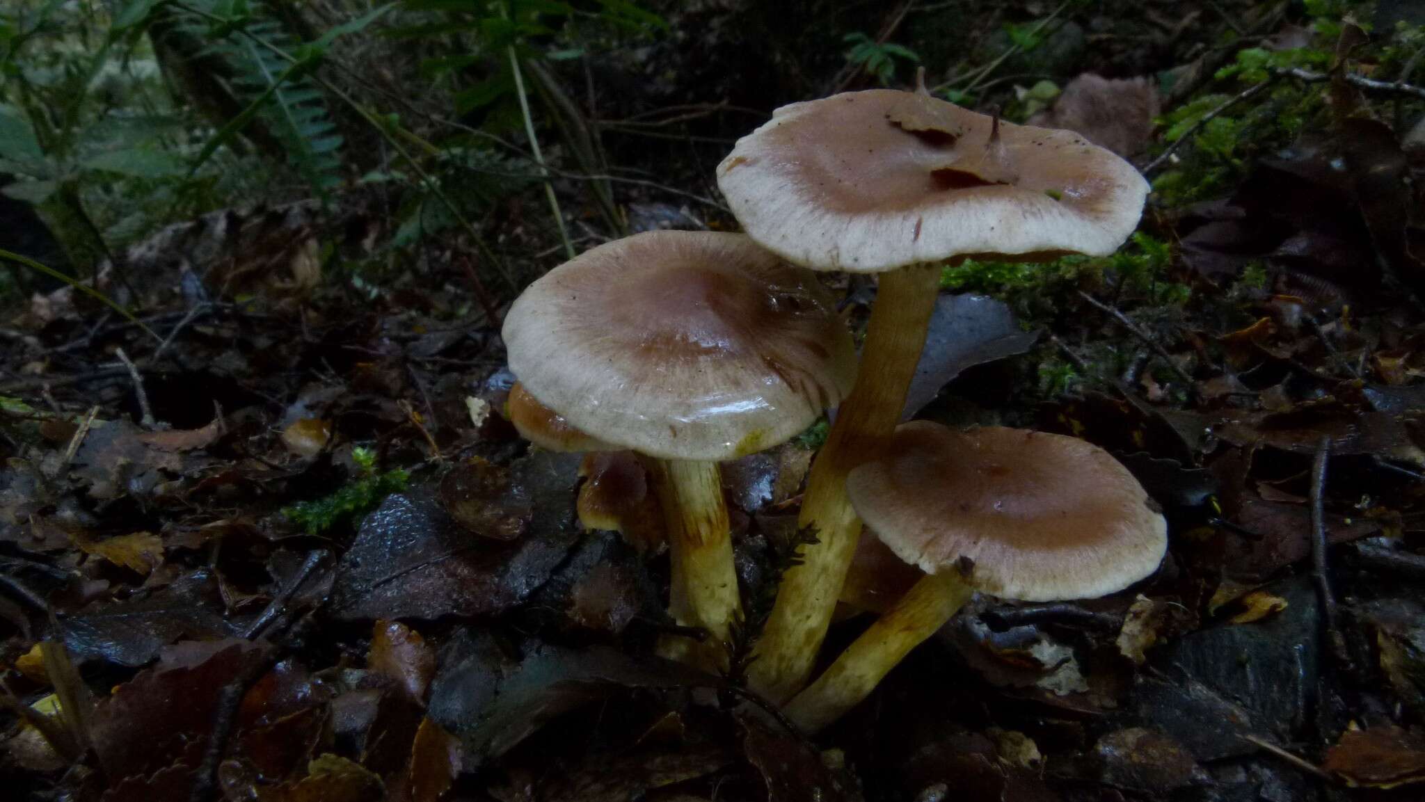 Image of Cortinarius dysodes Soop 2001