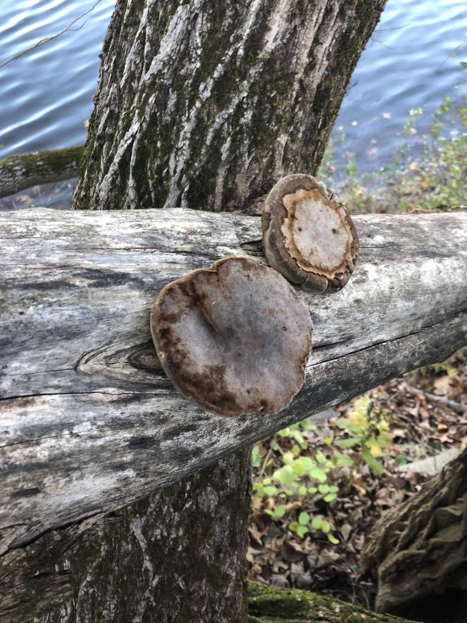 Plancia ëd Phellinus pomaceoides L. W. Zhou & Y. C. Dai 2016