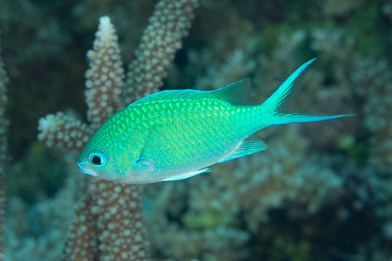 Image of Black-axil chromis