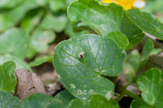 Plancia ëd Urocystis ficariae (Liro) Moesz 1950