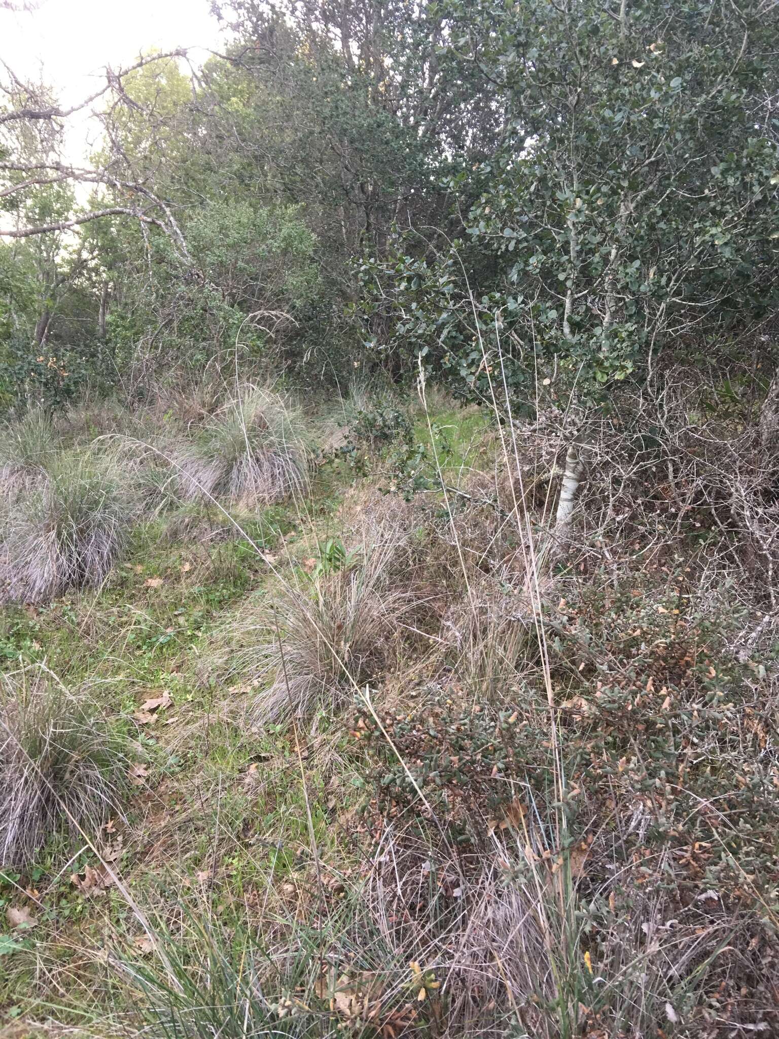 Plancia ëd Festuca californica Vasey