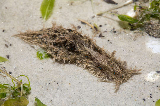 Image of blue-spotted sea hare