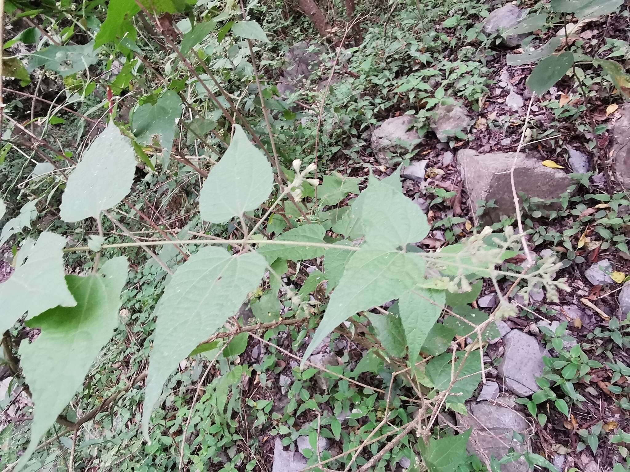 Koanophyllon longifolia (B. L. Rob.) R. King & H. Rob. resmi