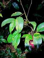 Plancia ëd Syzygium laetum (Ham.) K. N. Gandhi