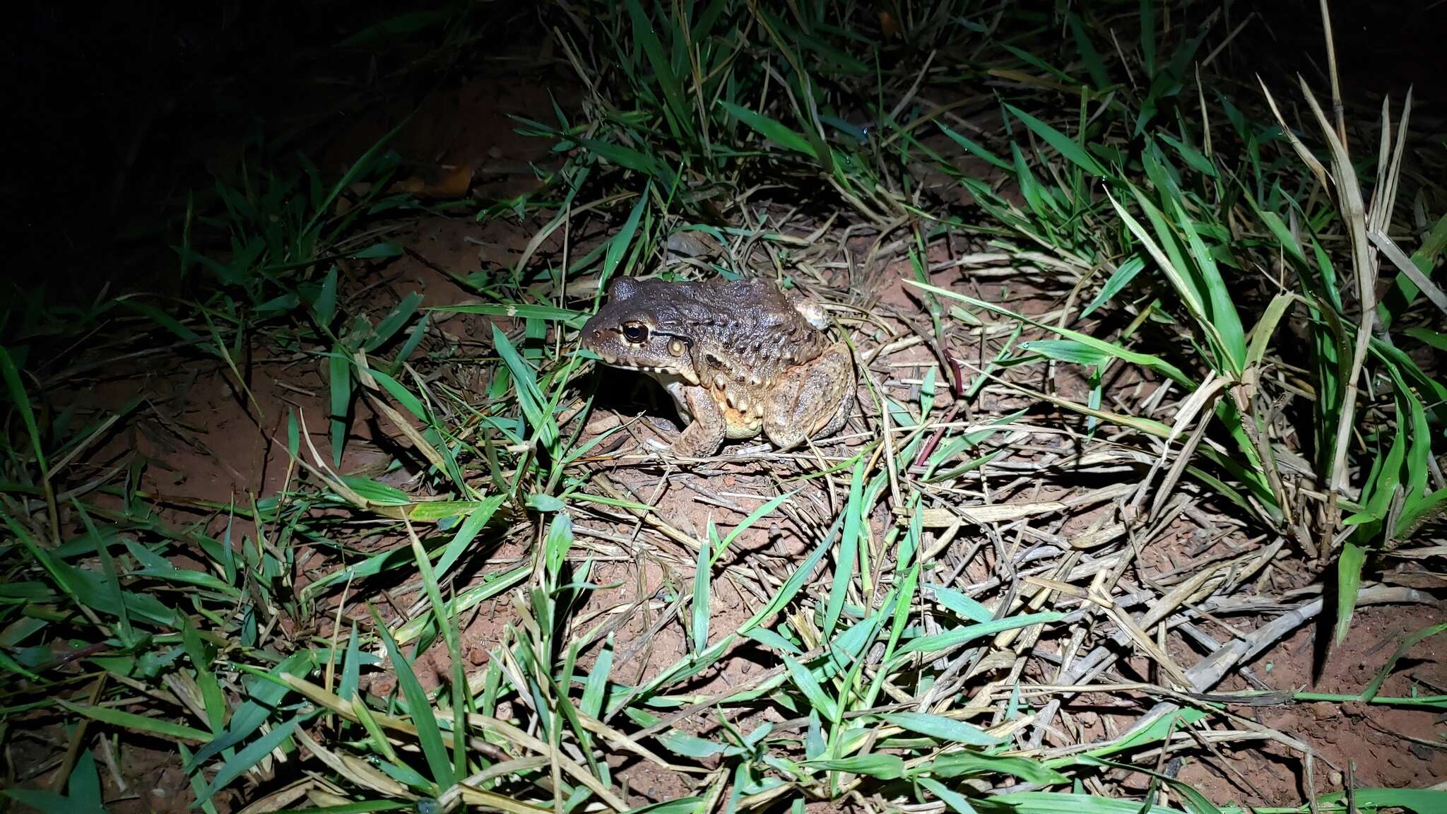 Image of Labyrinth Frog