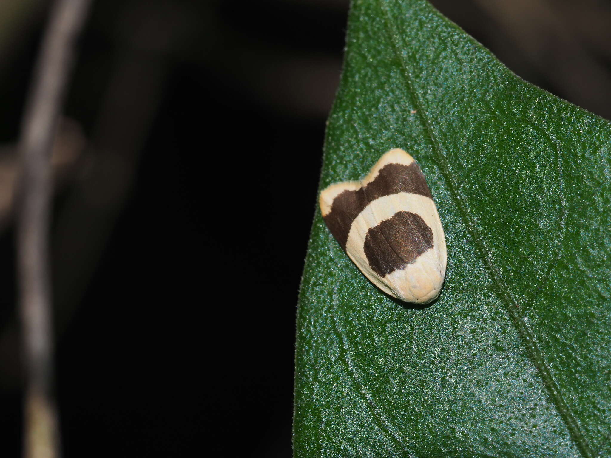 Image of Garudinia bimaculata Rothschild 1912