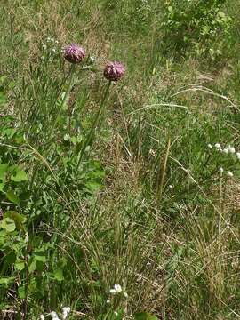 Image of Rhaponticum uniflorum (L.) DC.