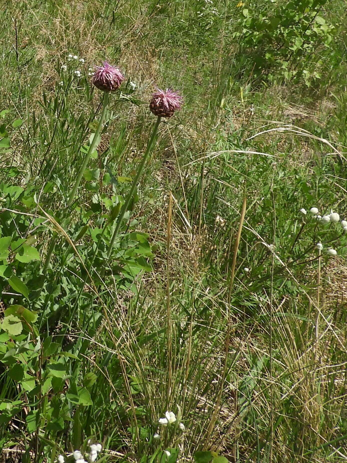 Image of Rhaponticum uniflorum subsp. uniflorum