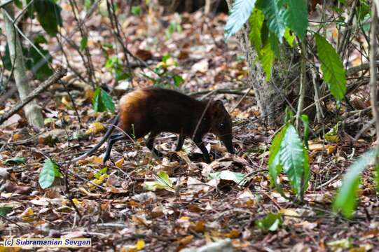 Image of Golden-rumped Elephant Shrew