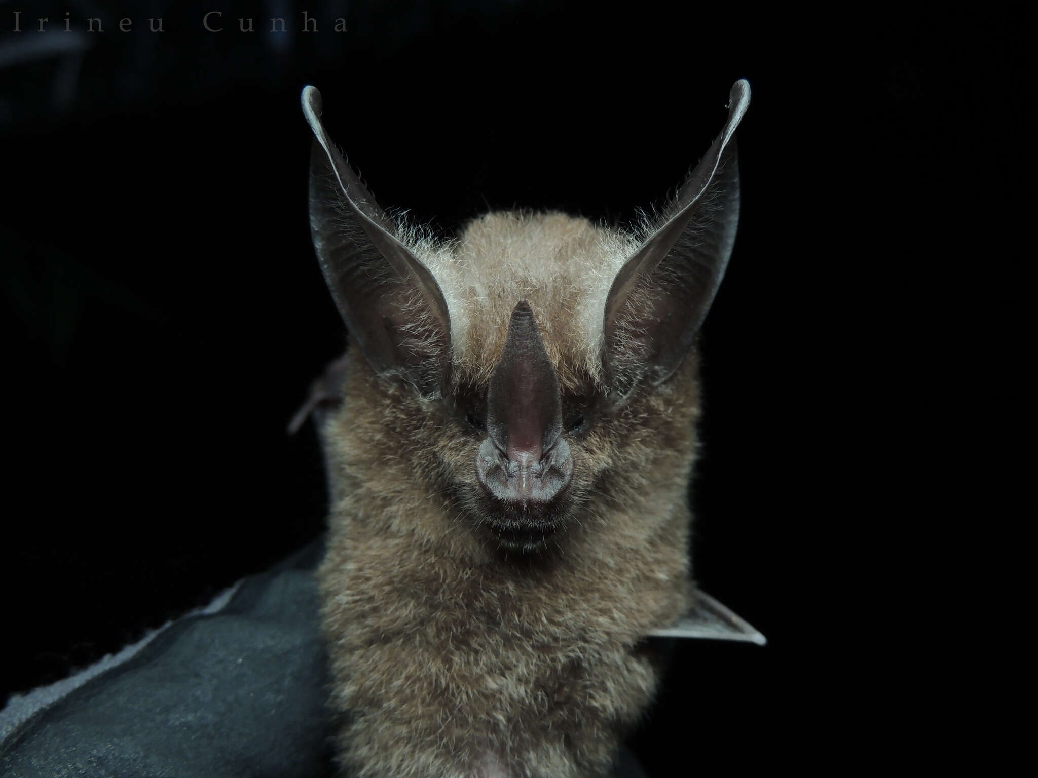 Image of Golden Bat