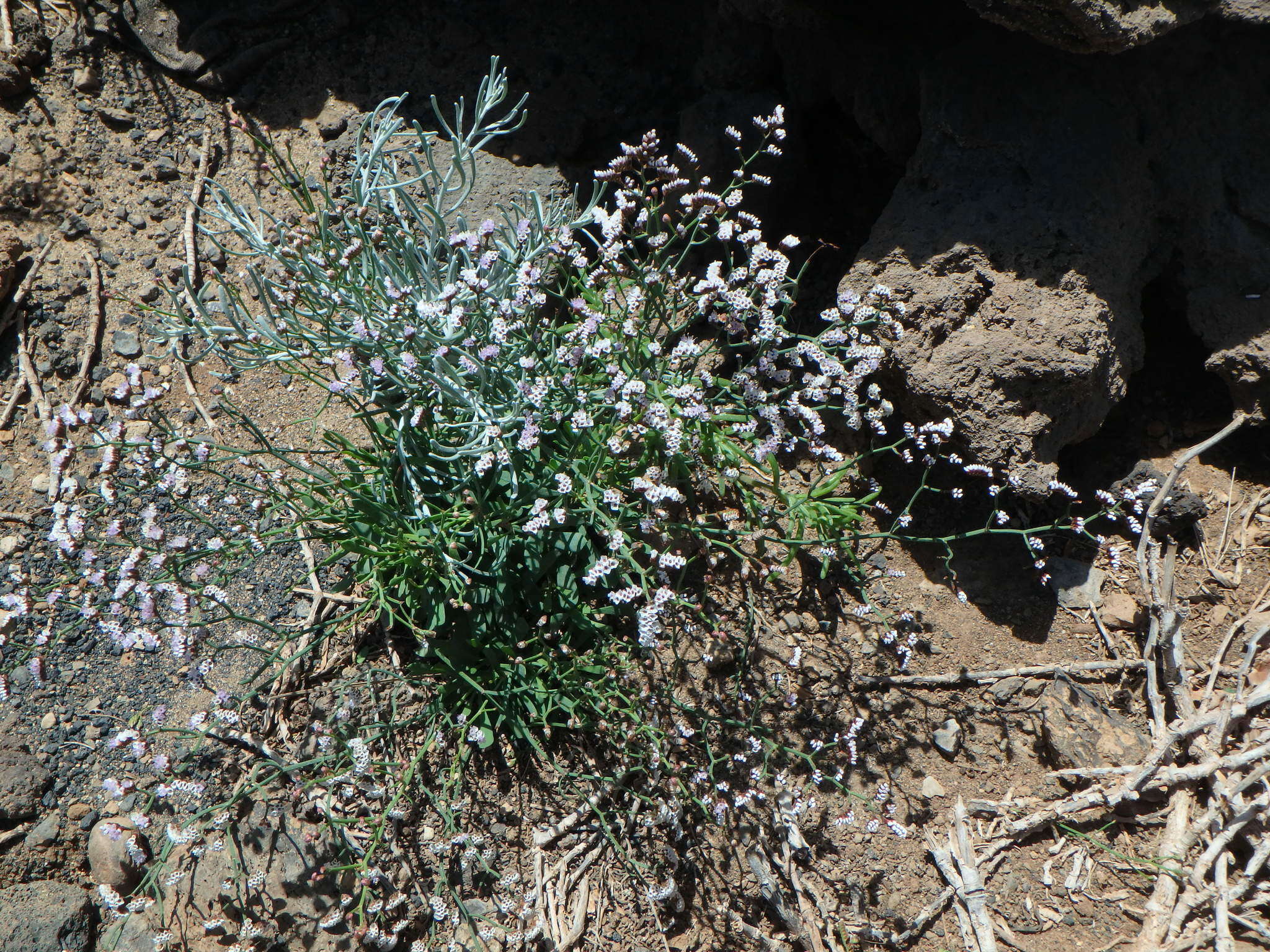 Limonium pectinatum (Ait.) Kuntze resmi