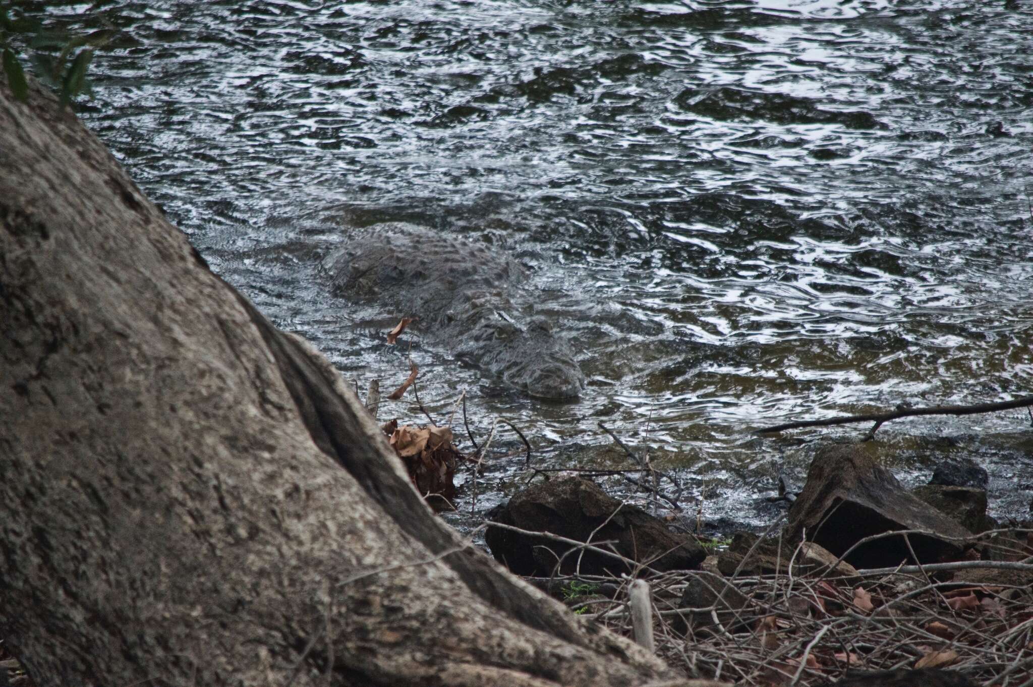 Image of Broad-snouted Crocodile