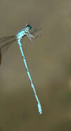 Image of Coenagrion lanceolatum (Selys ex Selys & McLachlan 1872)