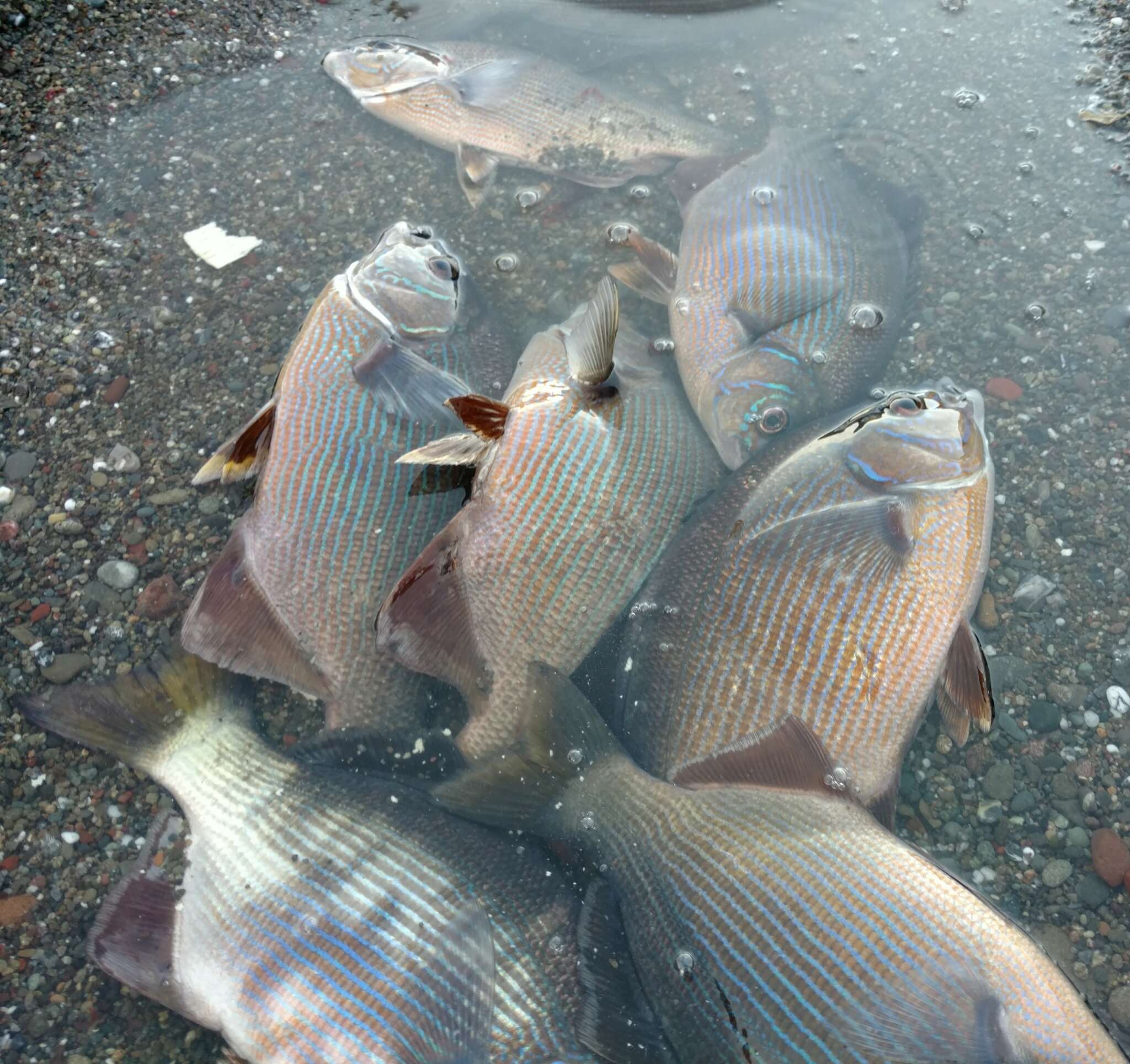 Image of Striped sea perch