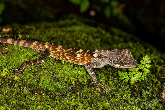 Image of Monilesaurus montanus Pal, Vijayakumar, Shanker, Jayarajan & Deepak 2018