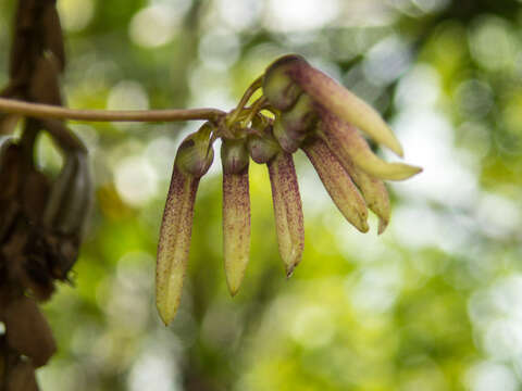 Image of Bulbophyllum lepidum (Blume) J. J. Sm.