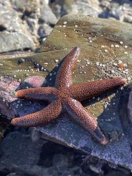 Image of Reticulated Sea Star