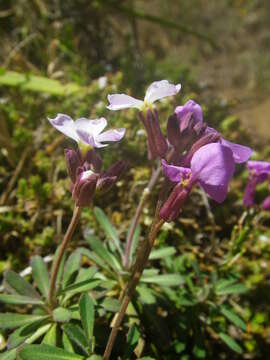 Image of Bowles perennial wallflower