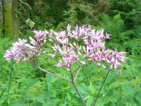 Image of Hedge-leaved Adenostyle