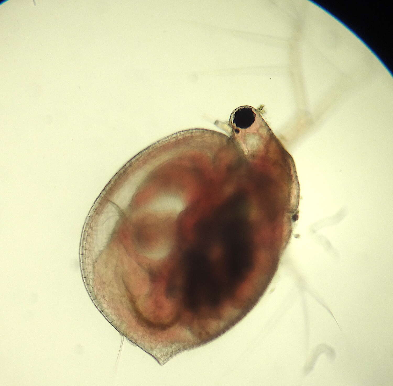 Image of Ceriodaphnia laticaudata P. E. Müller 1867