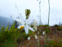 Image de Trihesperus glaucus (Ruiz & Pav.) Herb.