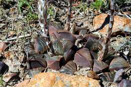 Слика од Haworthia pygmaea Poelln.