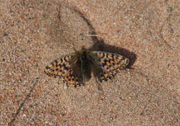 Image of Boloria alaskensis Holland 1900