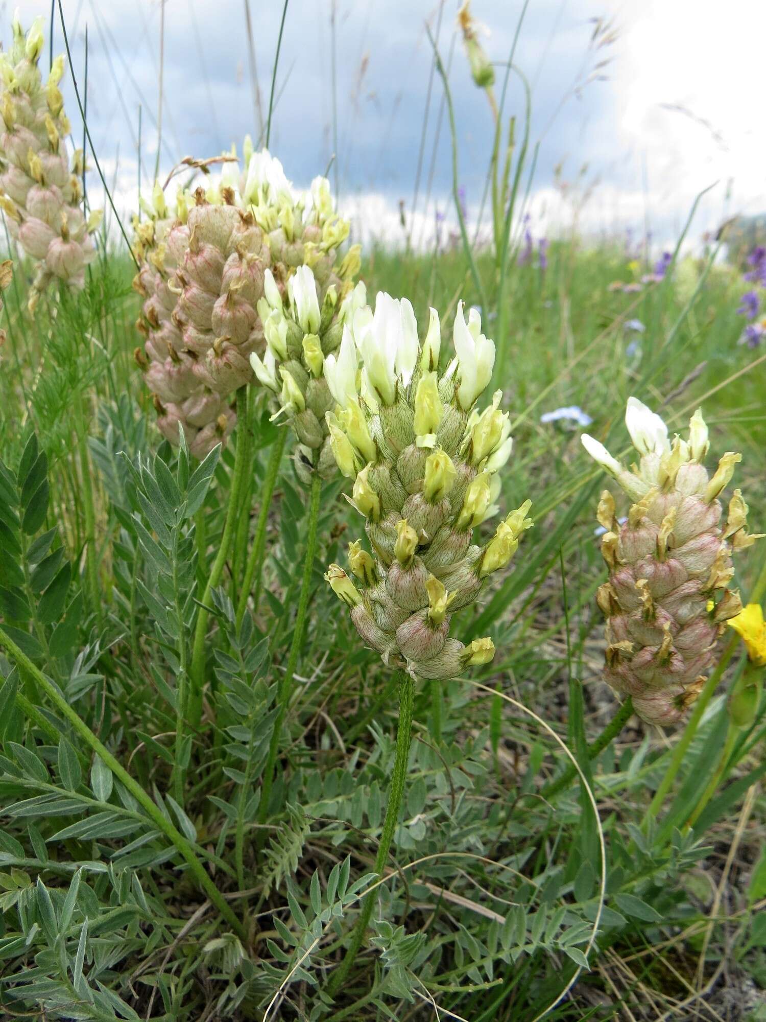 Image of Astragalus follicularis Pall.