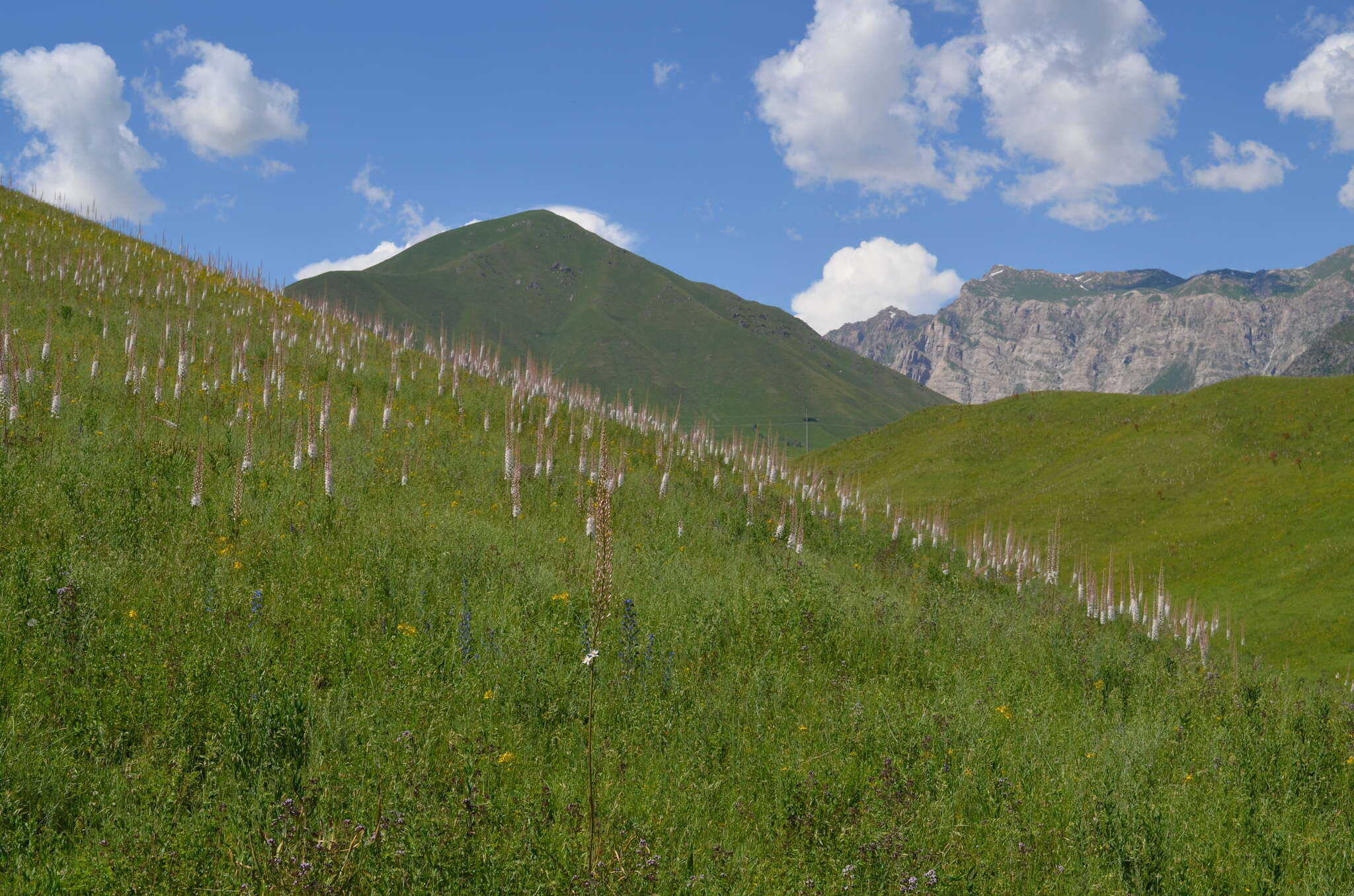 Image of Eremurus tianschanicus Pazij & Vved. ex Pavlov