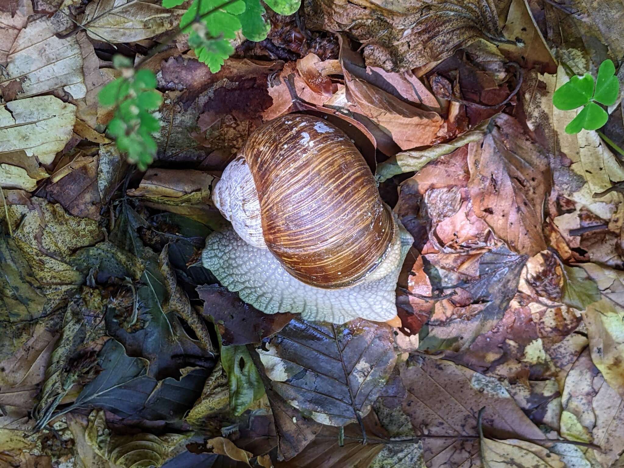 Image of Helix thessalica O. Boettger 1886